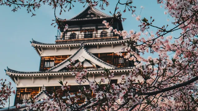 廣島城被盛開櫻花枝葉環繞實拍，春季日本經典景色