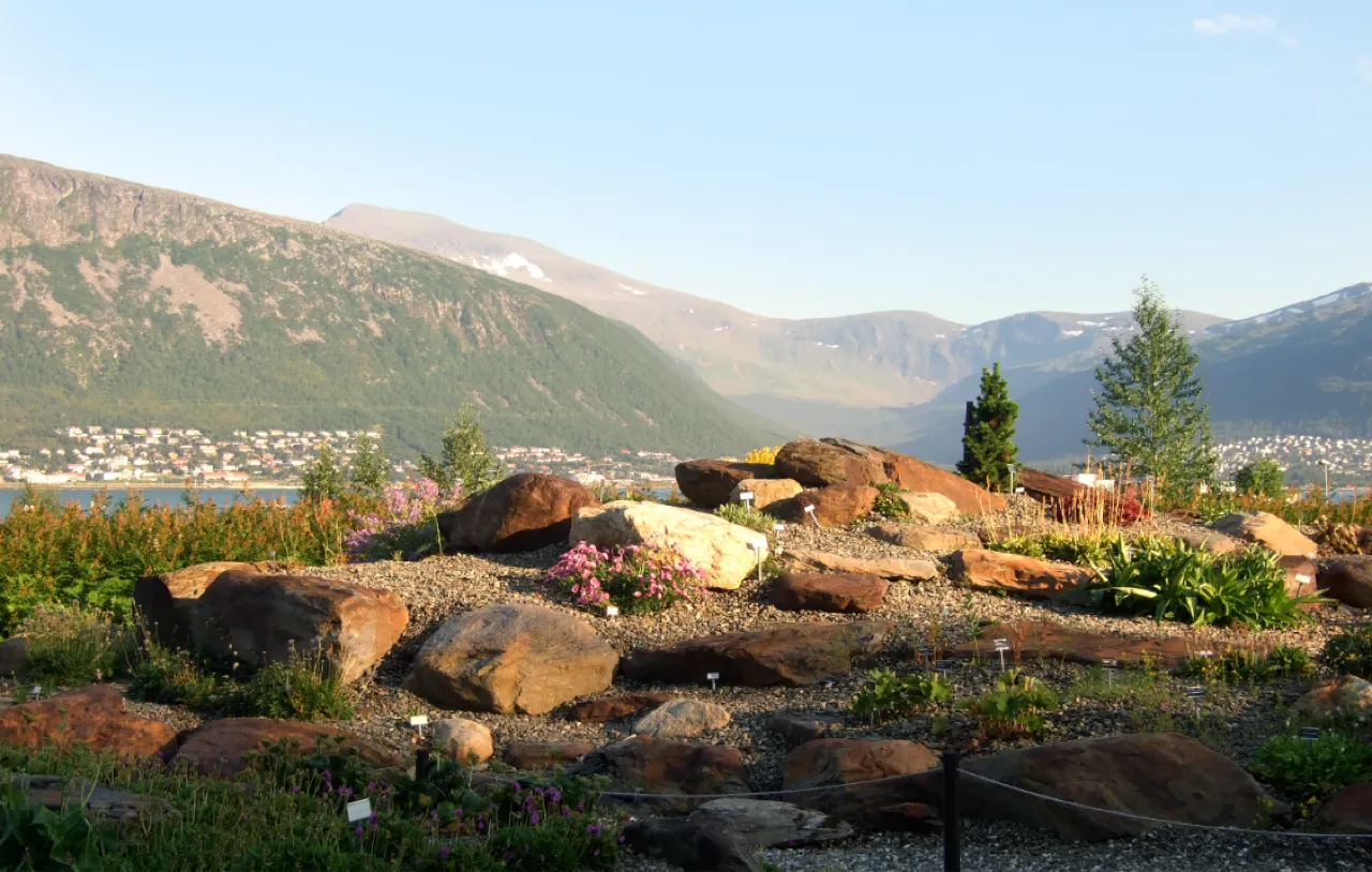特羅姆瑟植物園 Arctic–Alpine Botanic Garden